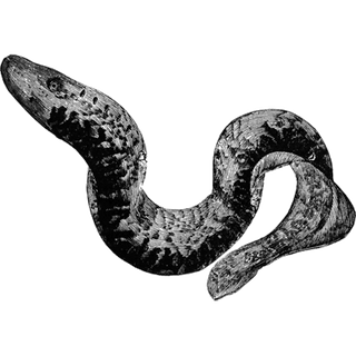 annielily profile picture