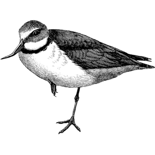 Callgirlsinpatna profile picture