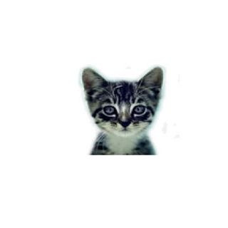 We Love Cats and Kittens profile picture