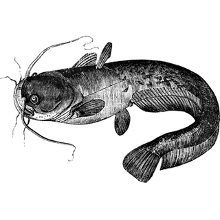 DubaiAudiA6 profile picture