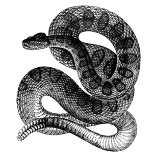 Trump Token profile picture