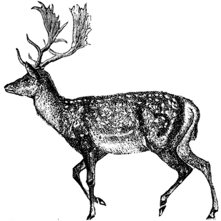 NBDBasUA profile picture