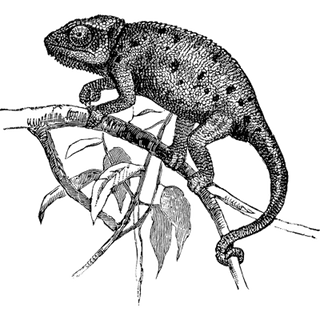 Intelicus solution profile picture