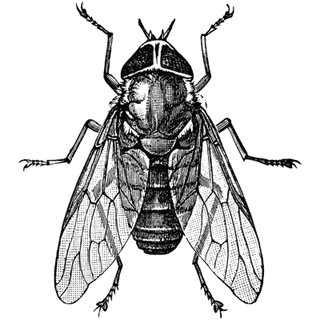 ellanora profile picture