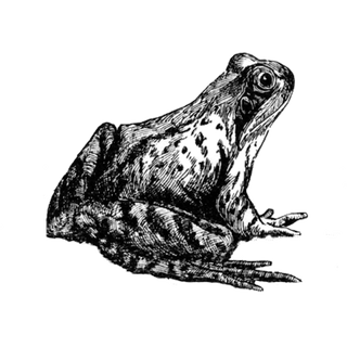 Waioz profile picture