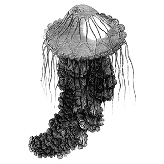 BODJRENOU Marcellin Vignon profile picture