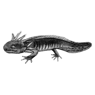 Natalio Mendes profile picture