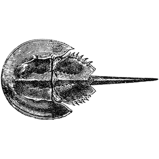 Salvatore Bradtke profile picture