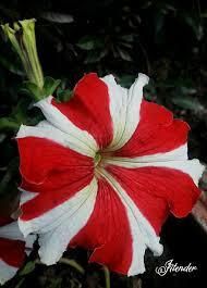 gulbhahar profile picture