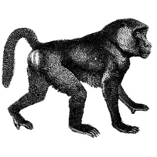 Dominique profile picture