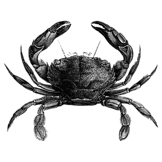 novelwebcreation profile picture