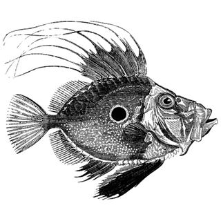 Carolynjanet profile picture