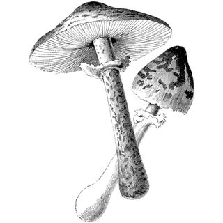 Rakhesh profile picture