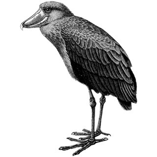 kuber statute profile picture