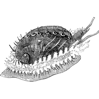 Manuel Ramfried profile picture