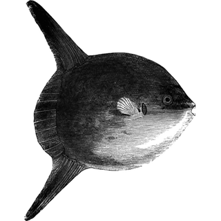 Marshall Fuller profile picture