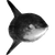 techyguy profile image